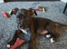 2 female pups for sale