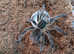 Phormictopus sp. Sierra Maestra - Cuban Giant Tarantula