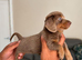 Miniature dachshund puppy