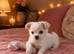Stunning long haired chihuahua