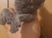 Maine coon polydactyl