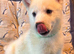4 Beautiful White Husky Puppies Ready for Their Forever Homes