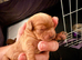 Gorgeous red cavapoo babies