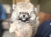 Pomeranian puppy's