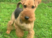 PLL Clear KC REG STUD - SON OF BORRIS THE BLADE!!