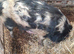 Registered Kune kune