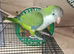 Male quaker