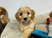 2 girls left - ready to go cavapoochon puppies
