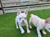French Bulldog Puppies