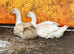 Bonded pair unrelated male female embden goose
