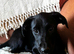 Labrador x collie
