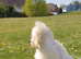.️ Stunning F1 Maltipoo Puppy &ndash; Ready for His Forever Home