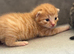 X2 Male Kittens (Ready 15/08/26)