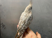 Hand reared baby cockatiel for new home