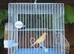 2 male canaries