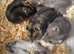 Pure bred Baby Winter White Russian hamsters