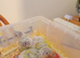 Baby suncheek conure hand rearing