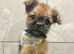 Super cute male puppy