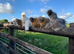 SILKIES POINT OF LAY MANY COLOURS - READY TO COLLECT NOW