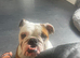 English Bulldog