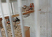 Zebra finches for sale