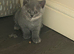 Kitten british shorthair