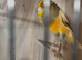 Full canary set up