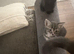 2 beautiful kittens