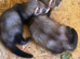 2 HOB KITS