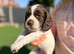 Working Cocker Spaniel Puppies