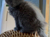 Stunning mainecoons