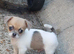 Pedigree Russian bloodline chihuahua