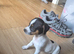 Miniature jack russle girl