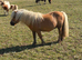 Registered miniature Shetland foal ponies.