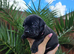 KC Registered Staffordshire Bull Terrier Puppies