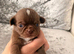 Chihuahua puppies