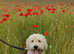 Beautiful labradoodle stud