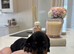 Long hair/short hair miniature dachshund