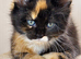 Pure Maine Coons Kittens