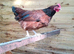 Rhode island red and white silkie breeding trios