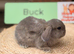 Plush lop & plush carriers