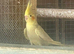 2 baby cockatiels