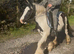 For sale two wonderful mares both ride and drive