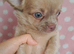 Ready Now Long coat chihuahua males
