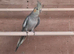 Cockatiel pairs and spare males