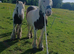 14hh cob gelding