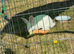 New Zealand red and white rabbit