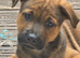 Beautiful mixed breed pups