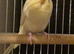 Adult Budgies
