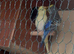 Lovely budgie pair